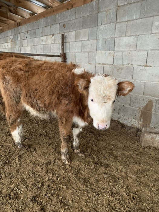 Ұрғашы бұзаулар сатылады