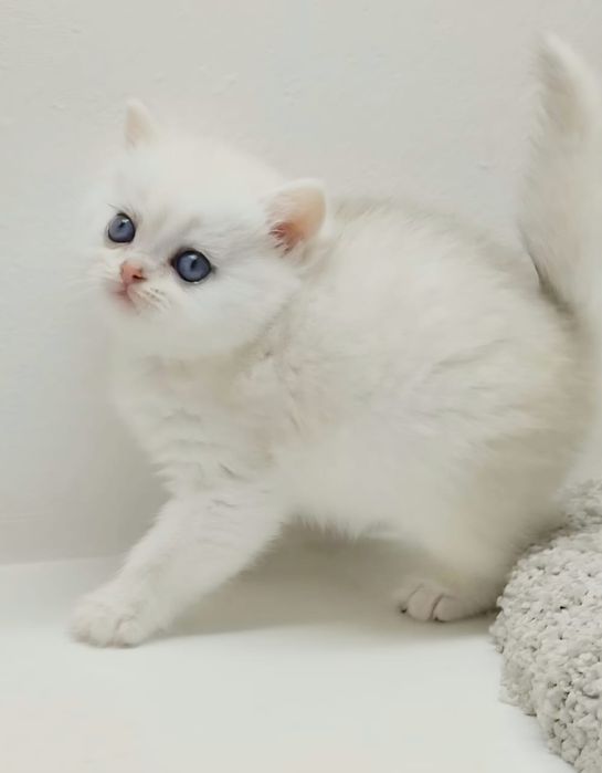 Британские коТята