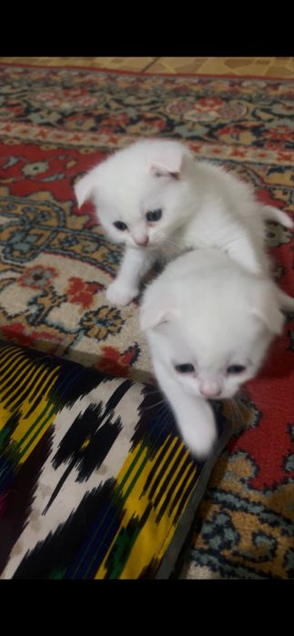 Котята британские вислоухие