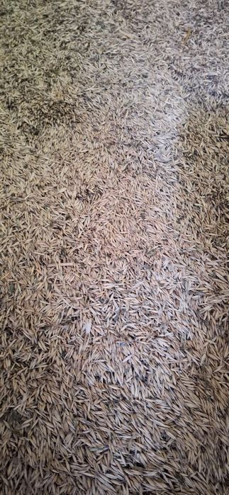 Vând ovăz de primăvară!!