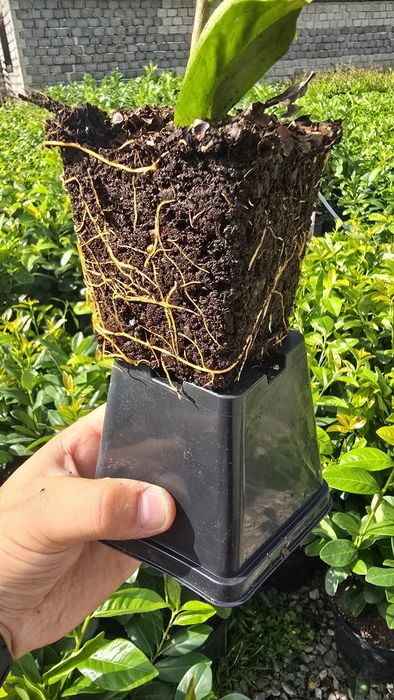 Laur Englezesc - NOVITA - Aclimatizat - prunus laurocerasus