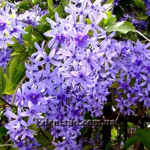 ПЕТРЕЯ - Petrea - декоративное растение