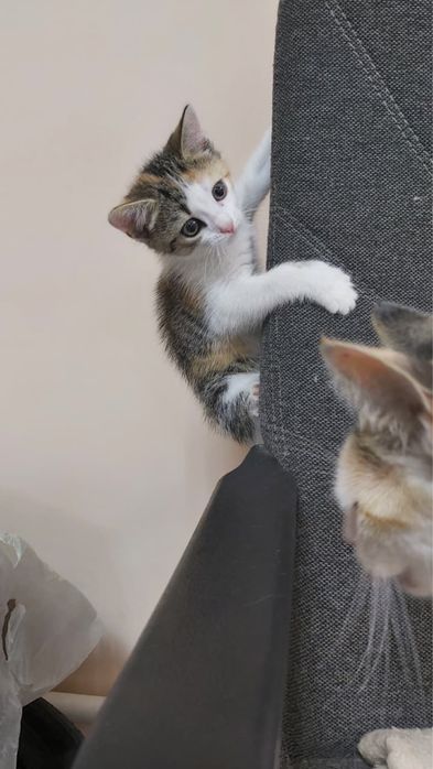 Отдам котенка беслатно