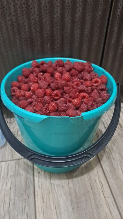 Продам дачную малину