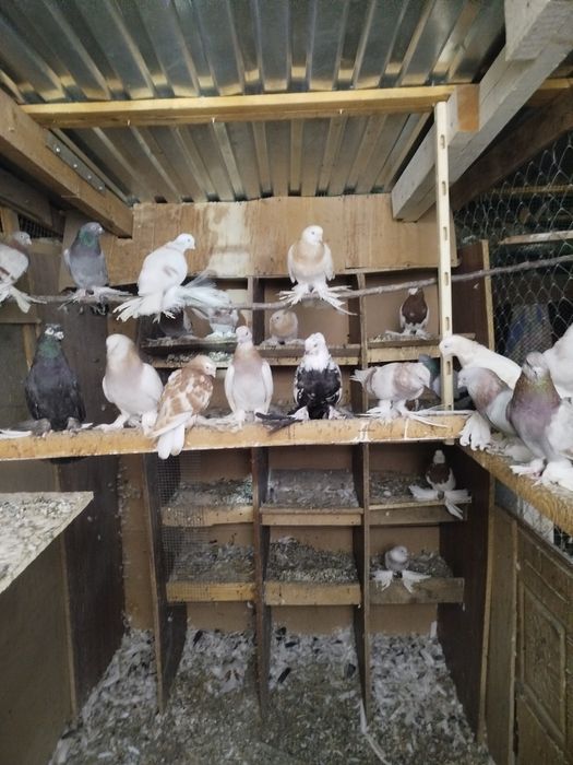 Продам голубей с игрой и греблей