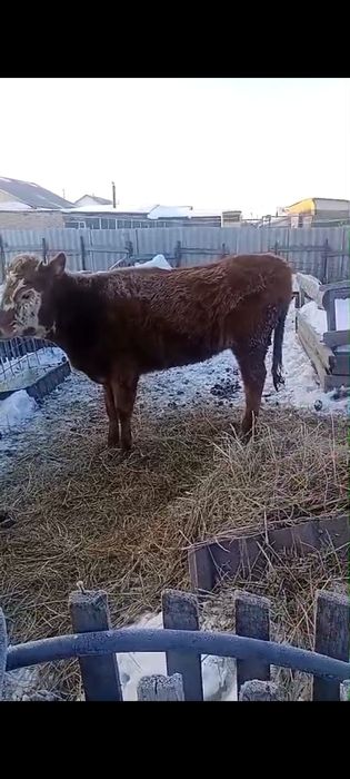 Продам телочку 1.2 месяца