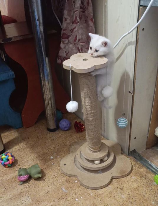 Шотландский кот прямоухий
