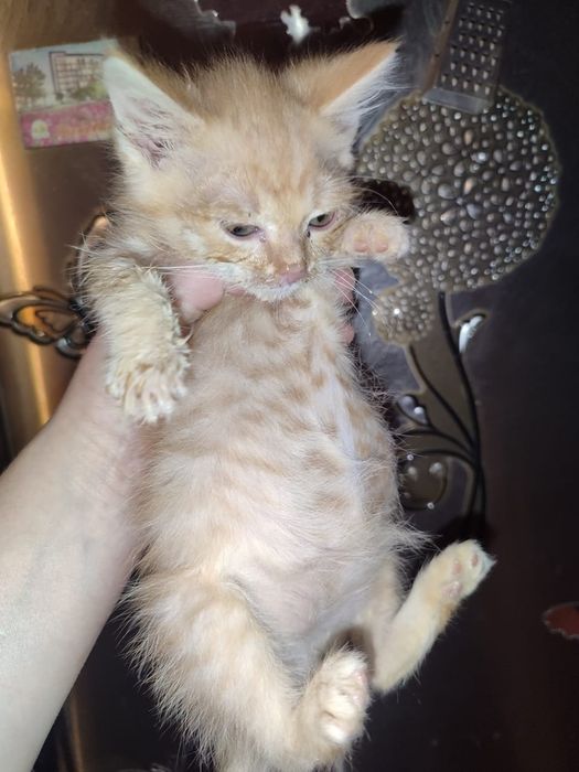 Отдам котят в добрые руки