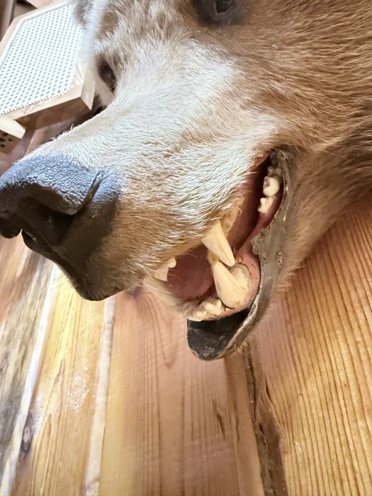 Медведь натуралный