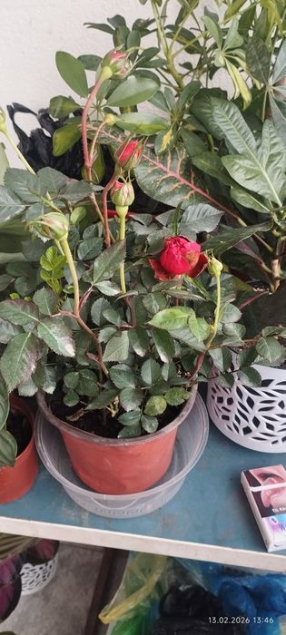 Подарочные цветы на любой праздник