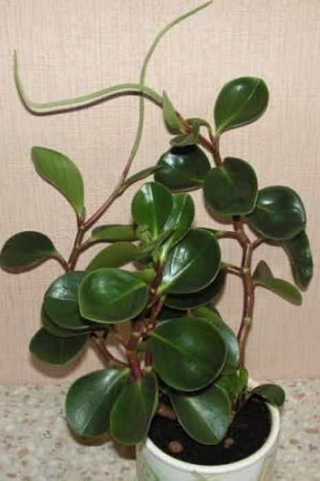 Черенки, ростки бесплатно Каскелен