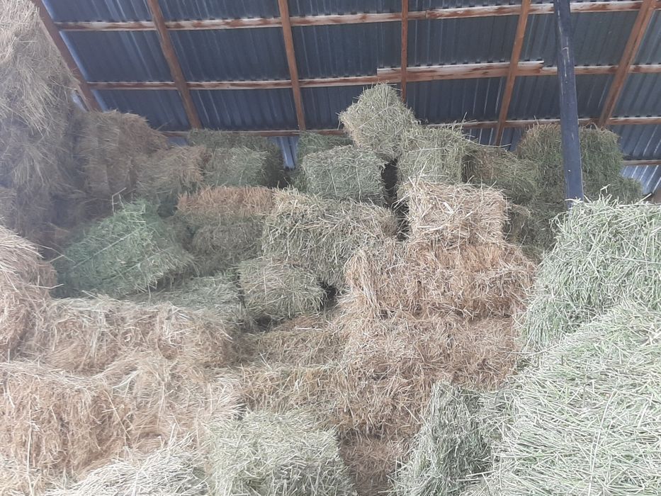 Клевер, жоныршка