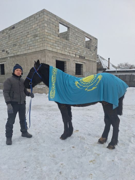 2 жасар құнан сатылады,Продам 2 ух летку