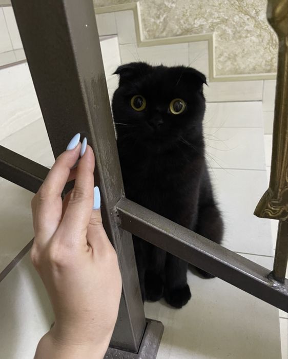 2 Кошки Шотландские