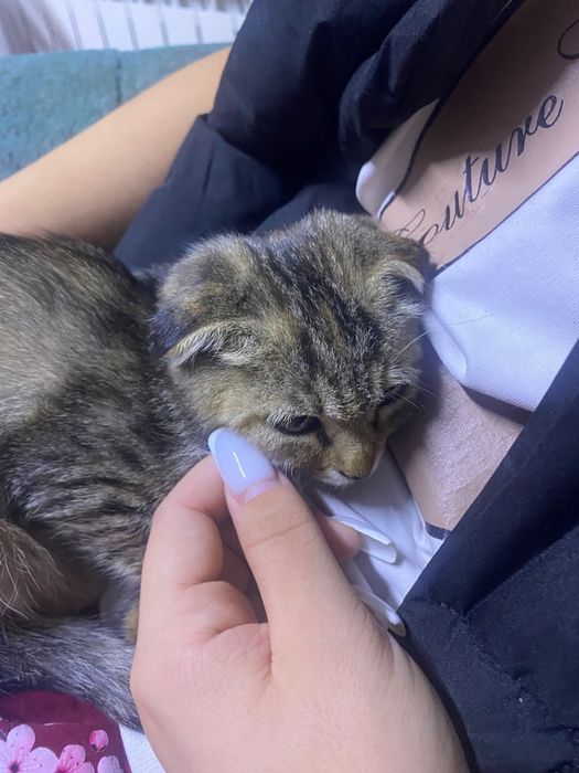 котенка вислоухая