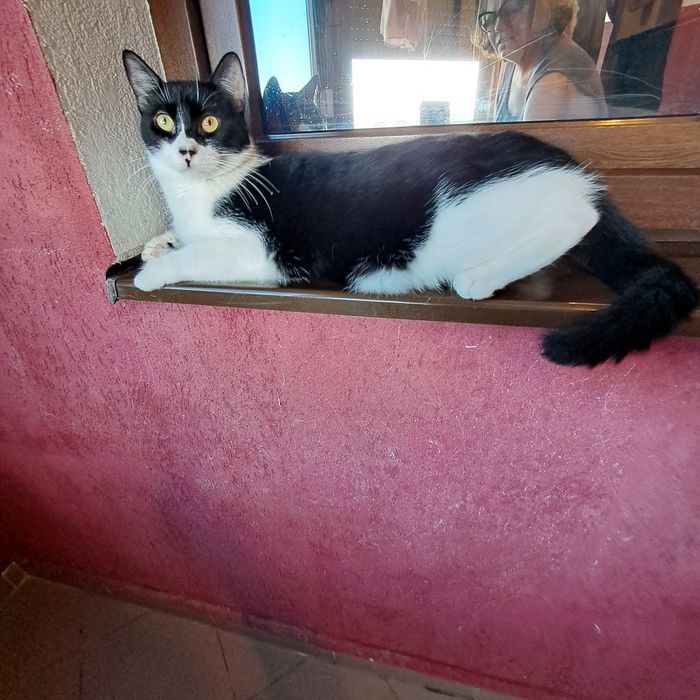 Adoptie pisica neagra castrata