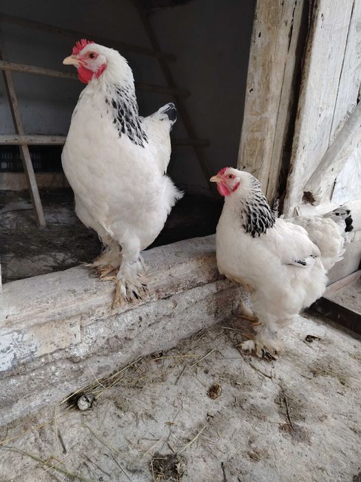 Ouă pentru incubat.