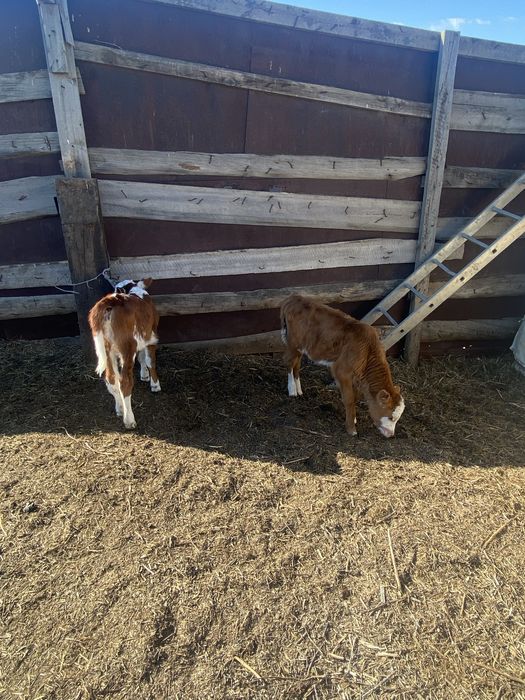 2 бас бұзау сатылады