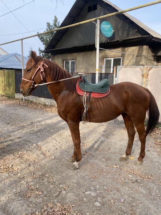 Продом хорошего ездового коня