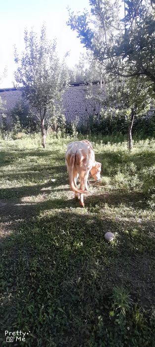 Gunojin sotladi soglom yuvosh