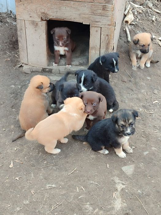 Отдам в добрые руки щенков