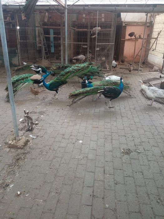 Vand pauni si fazani