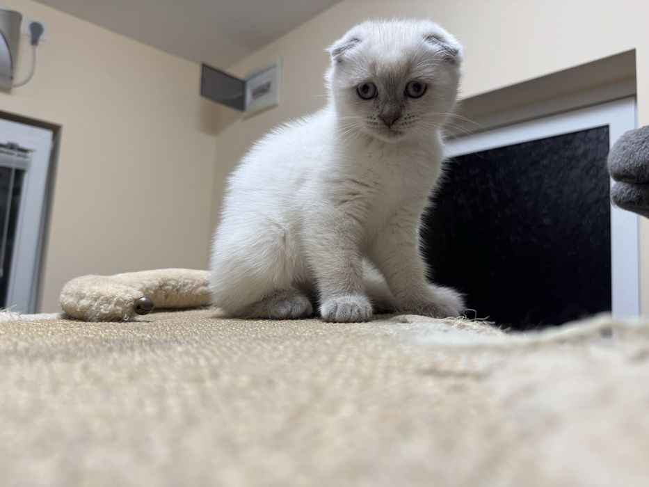 Шотландски късокосмести котки