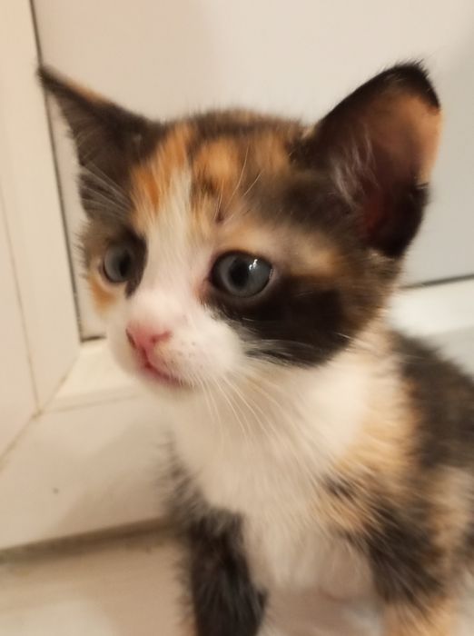 Отдам котенка в добрые руки