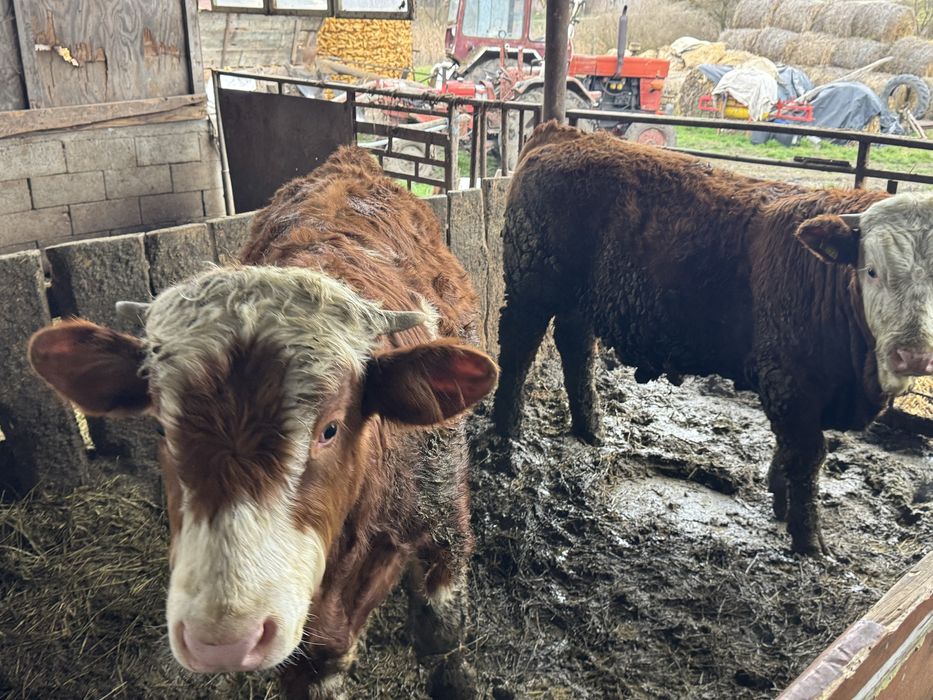 Vand doi taurasi de 350-370 kg