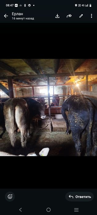 Продам упитанных бычков