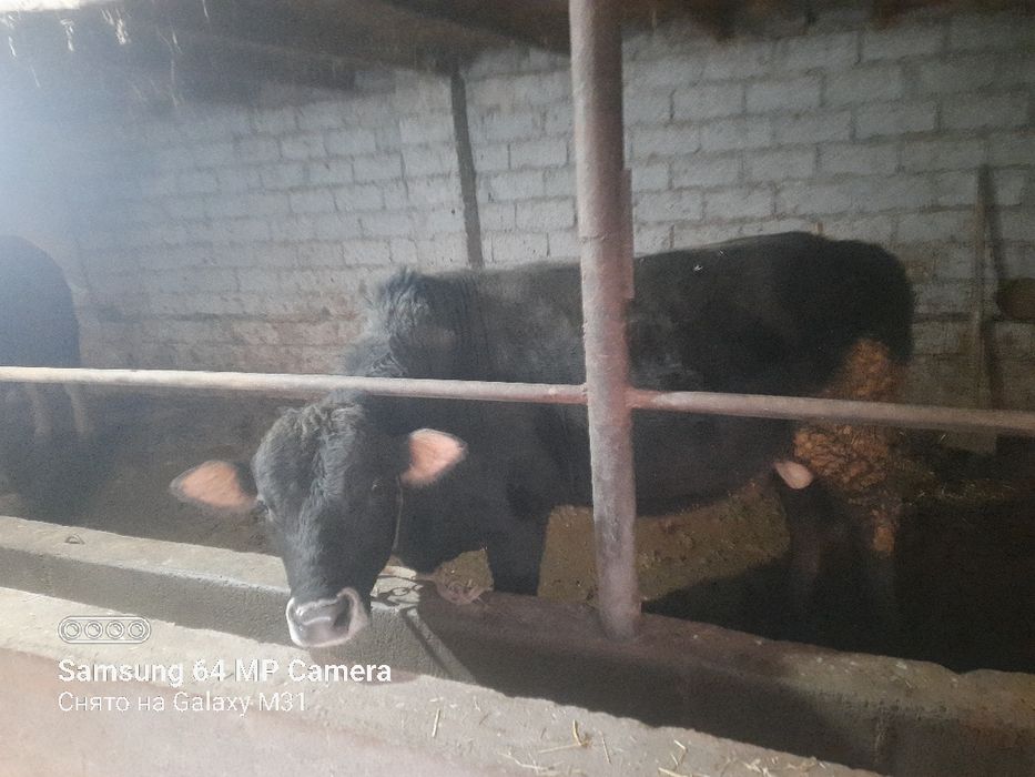 Сементал бука сотилади