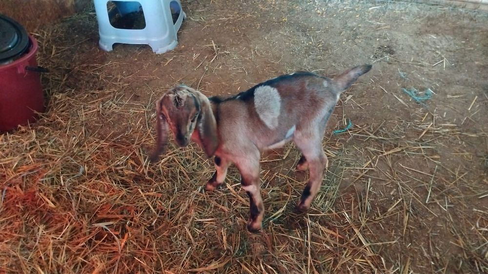 Iedita  anglo nubian