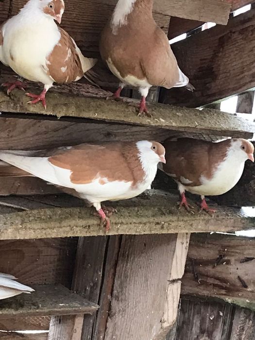 Vând porumbei galateni jucatori