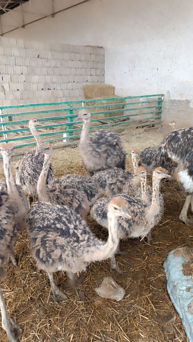 Страсята резерв на весну