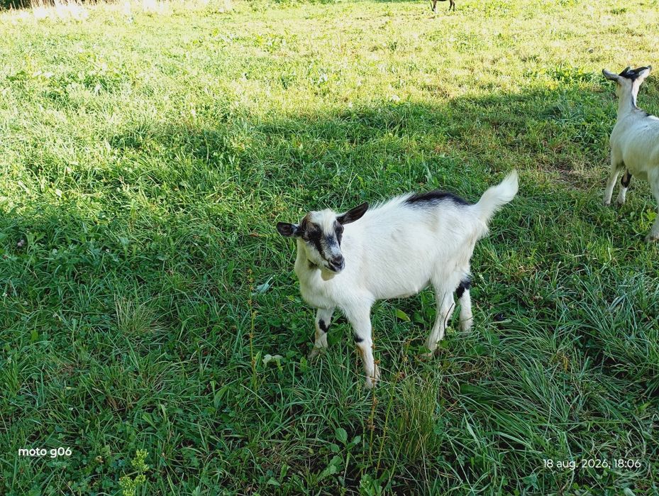 Vând țap de 4 luni