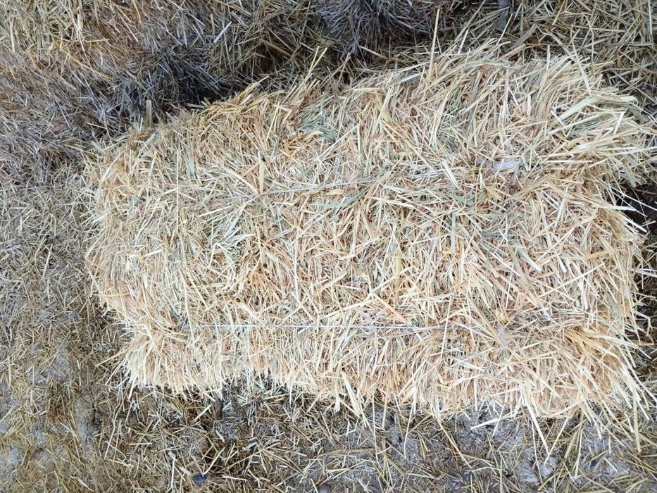 Сомон арпа 18000 мингдан