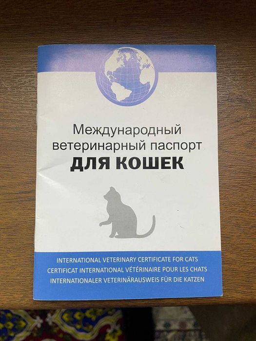 Skotish folt 1 yosh o‘g‘il bola