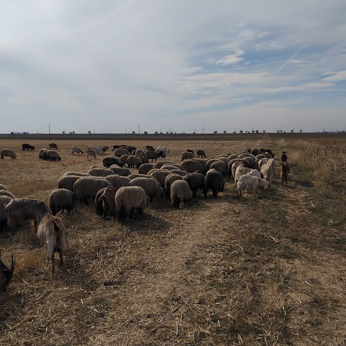 Vand oi bucălăi.
