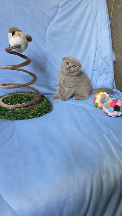 Шотландские лиловые котятки