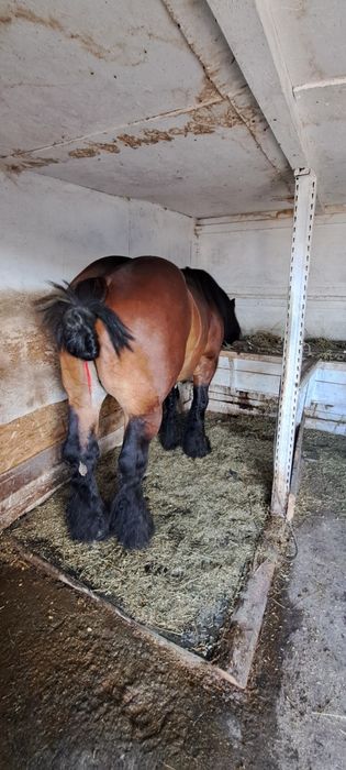 Vând mânză de 3 luni