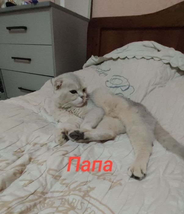 Продаются котята