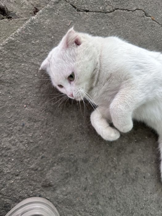 Белый вислоухий котик