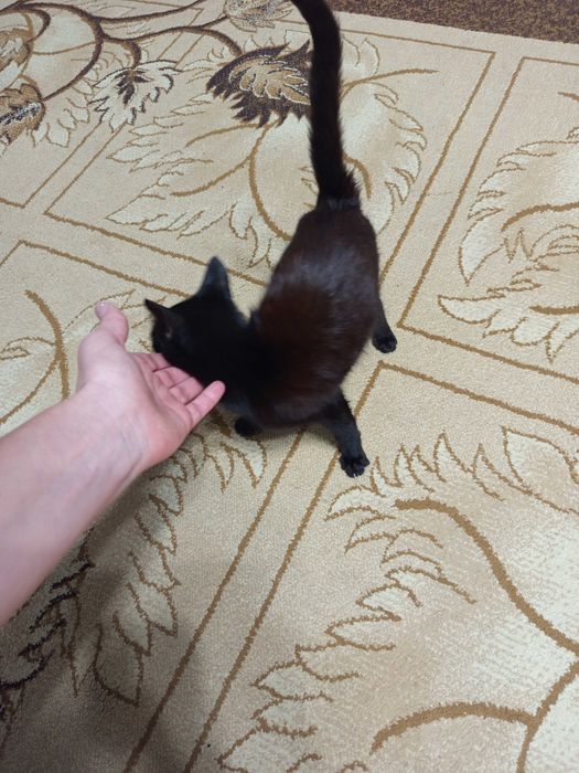 Отдам котенка, черный