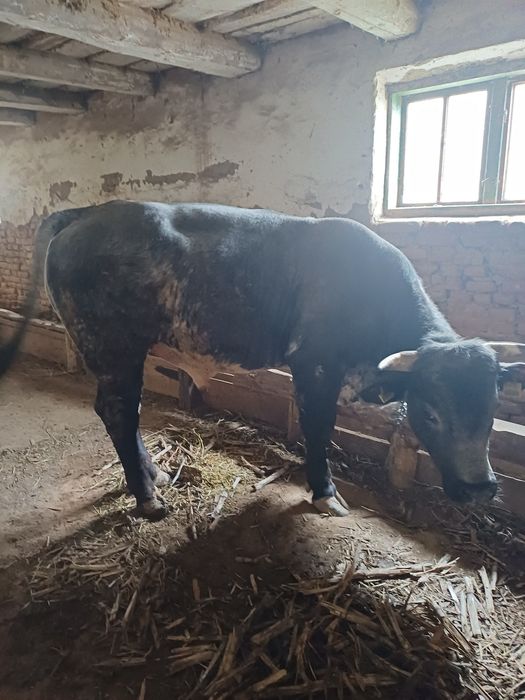 Taur  de 1 an și 9 luni