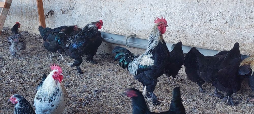 Куры домашние несушки