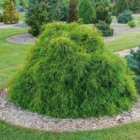 Лъжекипарис “Filifera Nana”