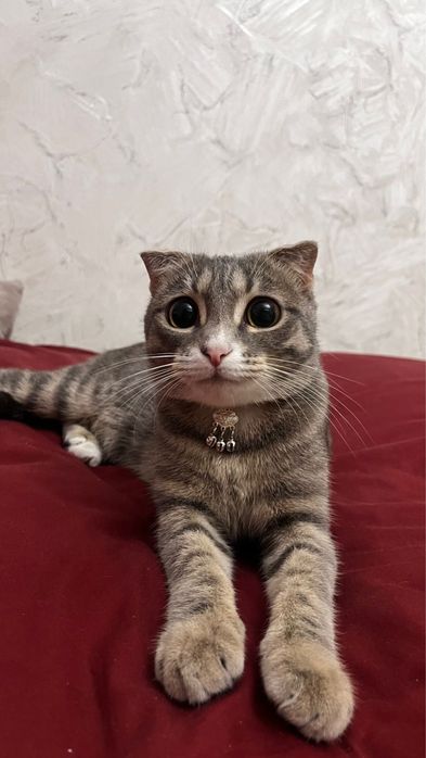Кошка шотландский веселуха