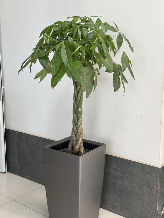 Офисные растения