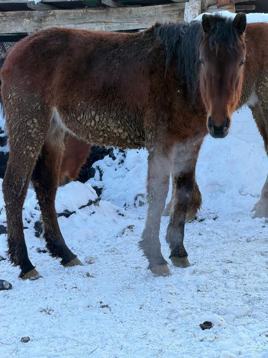 Продам лошадей с откорма