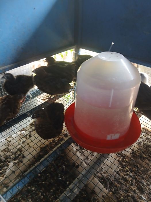 Vand prepelițe mature,pui,oua